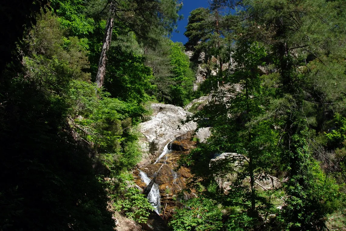 La flora della Corsica, foreste e montagne