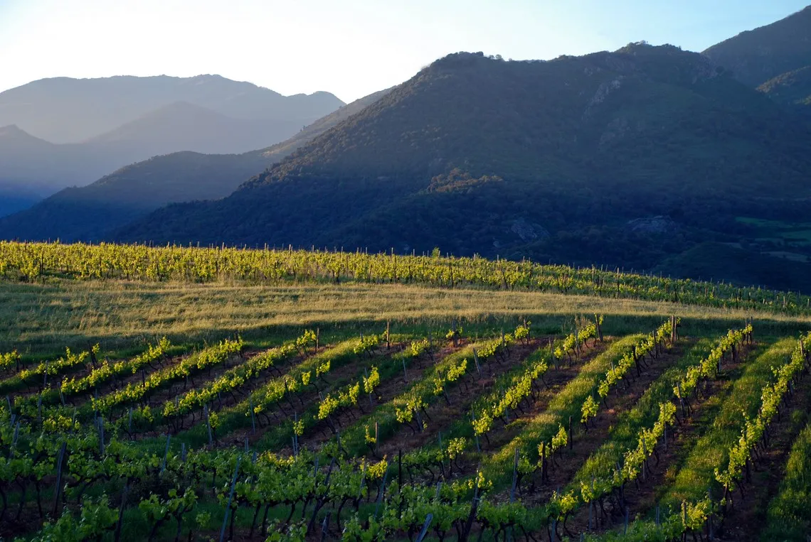 The eastern plain of Corsica, reserve of regional and tasty products.