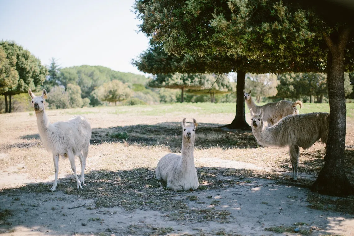 In Riva Bella Naturiste sind auch die Lamas auf Korsika in Urlaub!