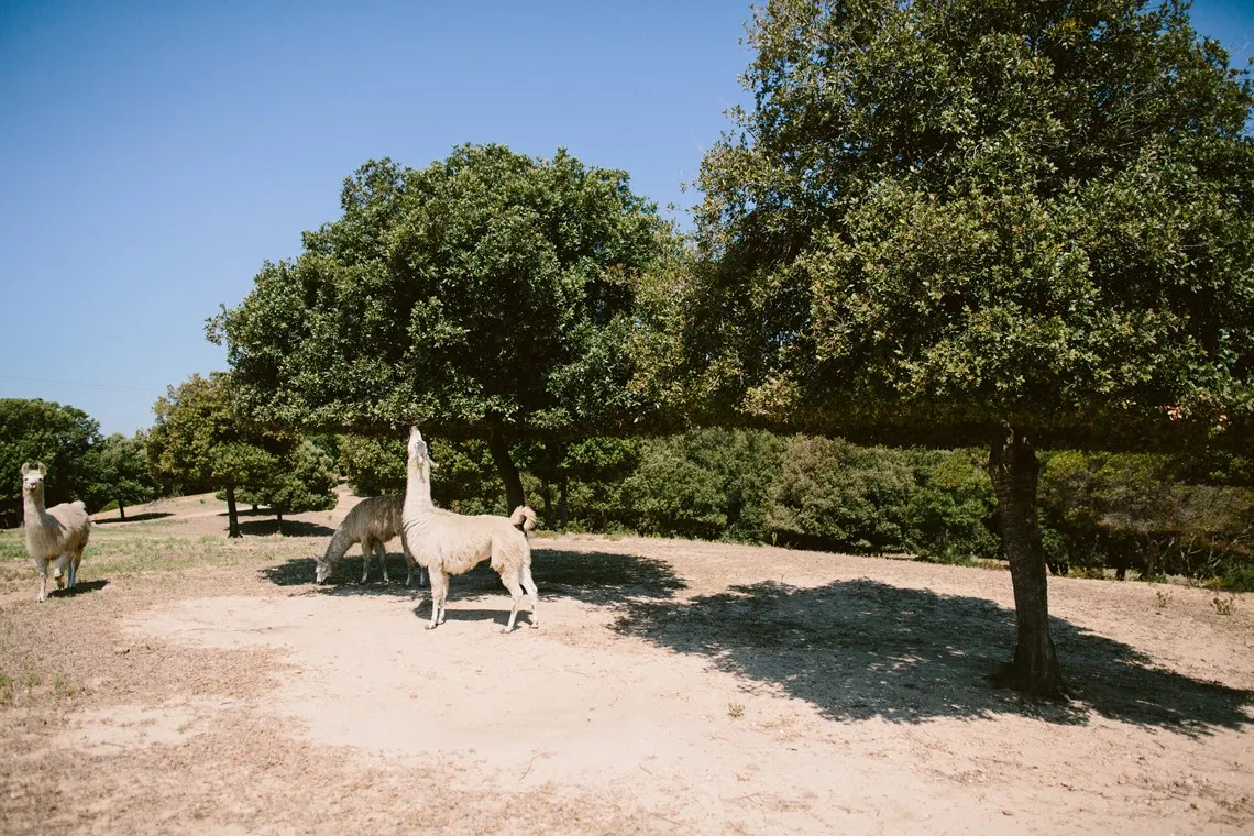 Die Lamas tragen zum Ökotourismus-Ansatz von Riva Bella bei.