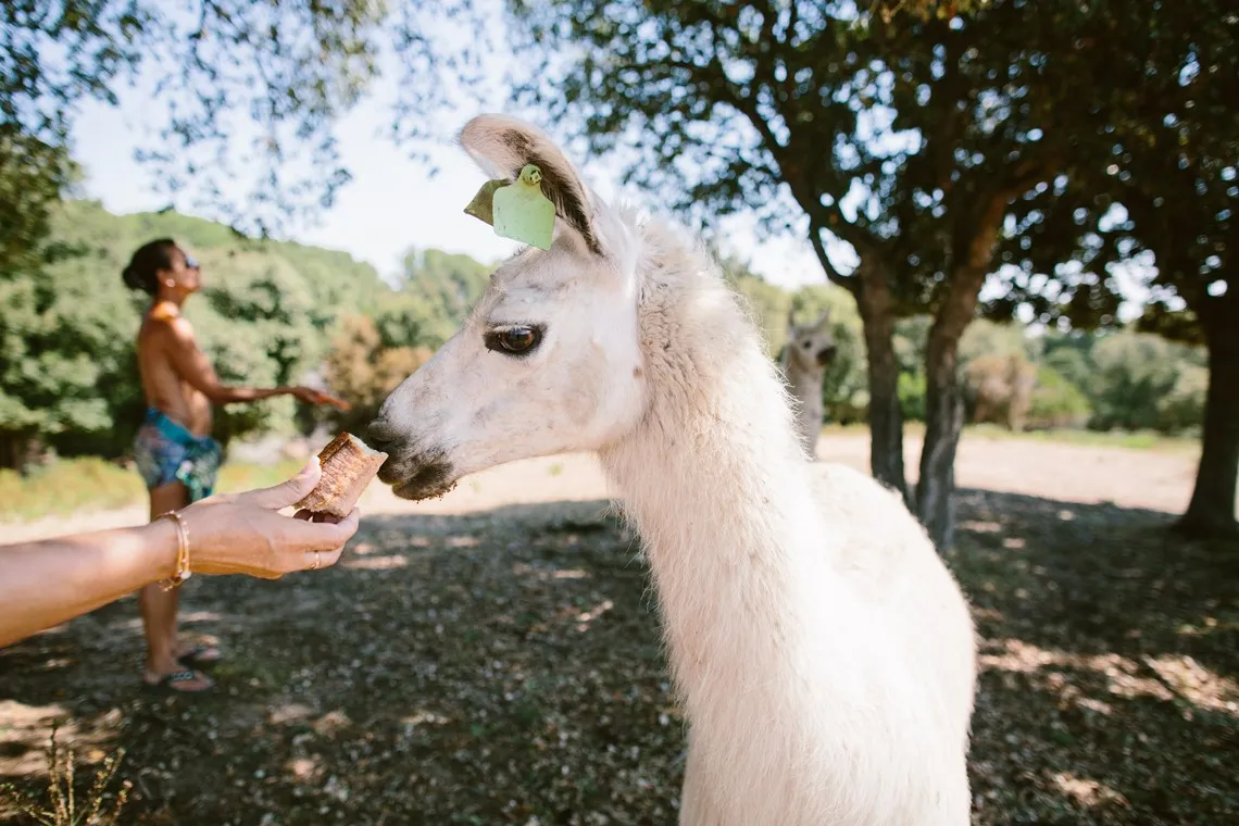 The Riva Bella lama farm in Corsica owns 70 lamas