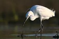 Aigrette garzette