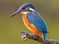 Alcedo atthis