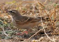 Pipit rousseline