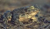 Bufo viridis