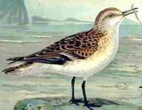 Calidris minuta