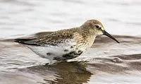 Calidris_alpina