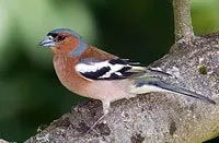 Fringilla coelebs