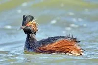 Grebe à cou noir