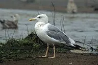 Larus cachinnans