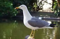 Larus michahellis