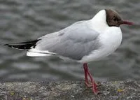 Mouette rieuse