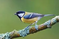 Parus major