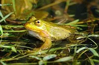 Pelophylax bergeri