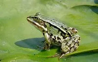 Grenouille verte