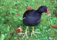 Gallinule poule d'eau