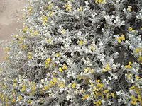 Achillea maritima