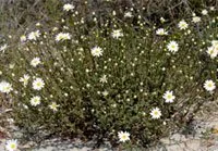 Anthemis maritima