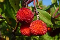 Arbutus unedo