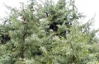 Juniperus oxycedrus