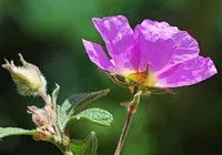 Cistus creticus