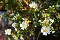 Cistus monspeliensis