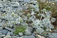 Eryngium maritimum