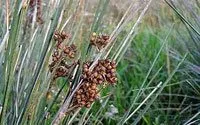 Juncus acutus