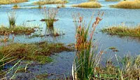 Juncus maritimus