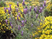 Lavandula stoechas