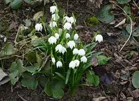 Leucojum pulchellum