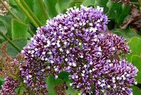 Limonium narbonense