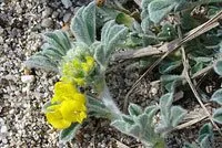 Medicago marina, Luzerne marine