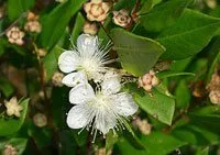 Myrtus communis