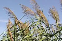 Phragmites australis