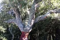 Quercus suber, Chêne-liège