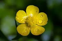 Ranunculus macrophyllus