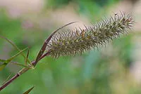 Trifolium angustifolium