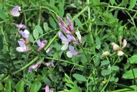 Vicia altissima